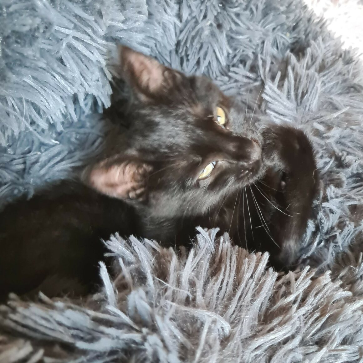 ARSOUILLE – Chaton