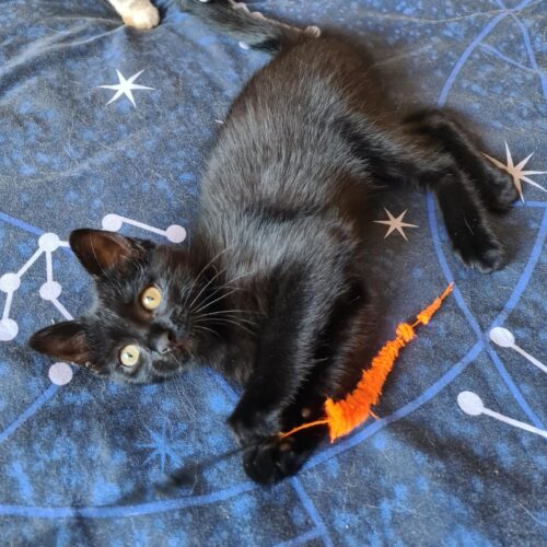 ARSOUILLE – Chaton