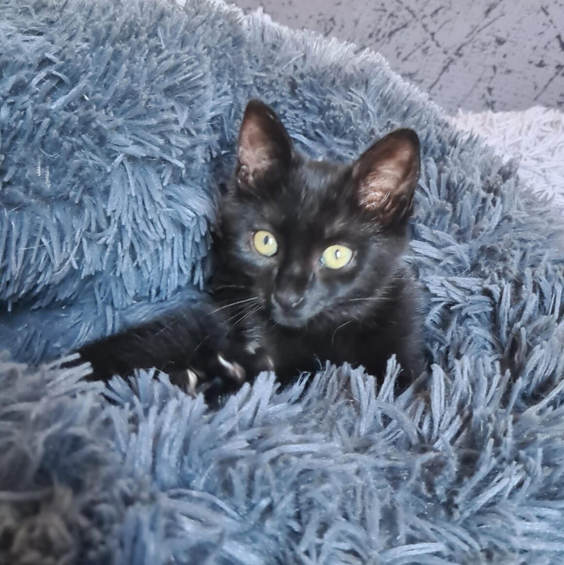 ARSOUILLE – Chaton