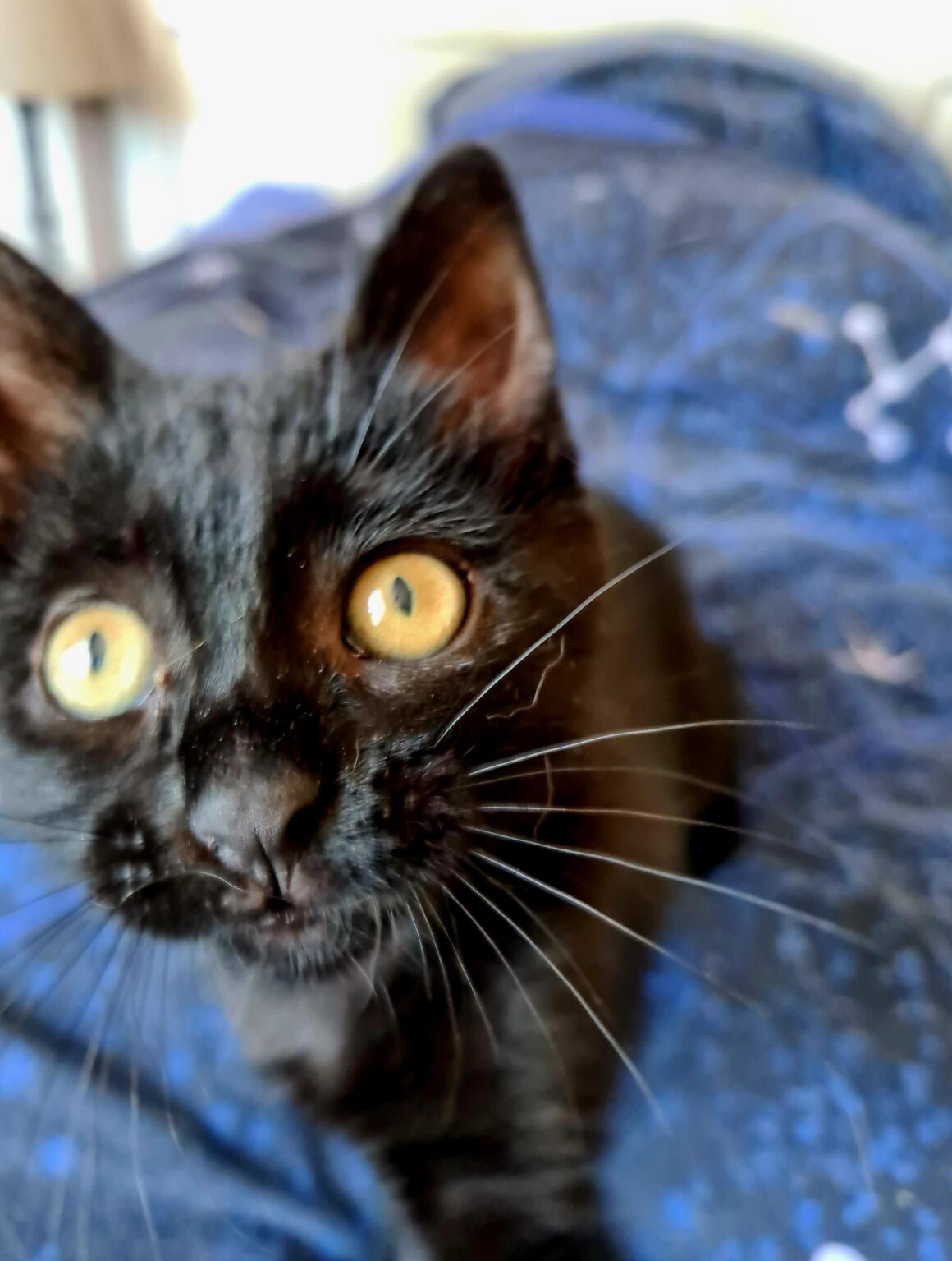 ARSOUILLE – Chaton
