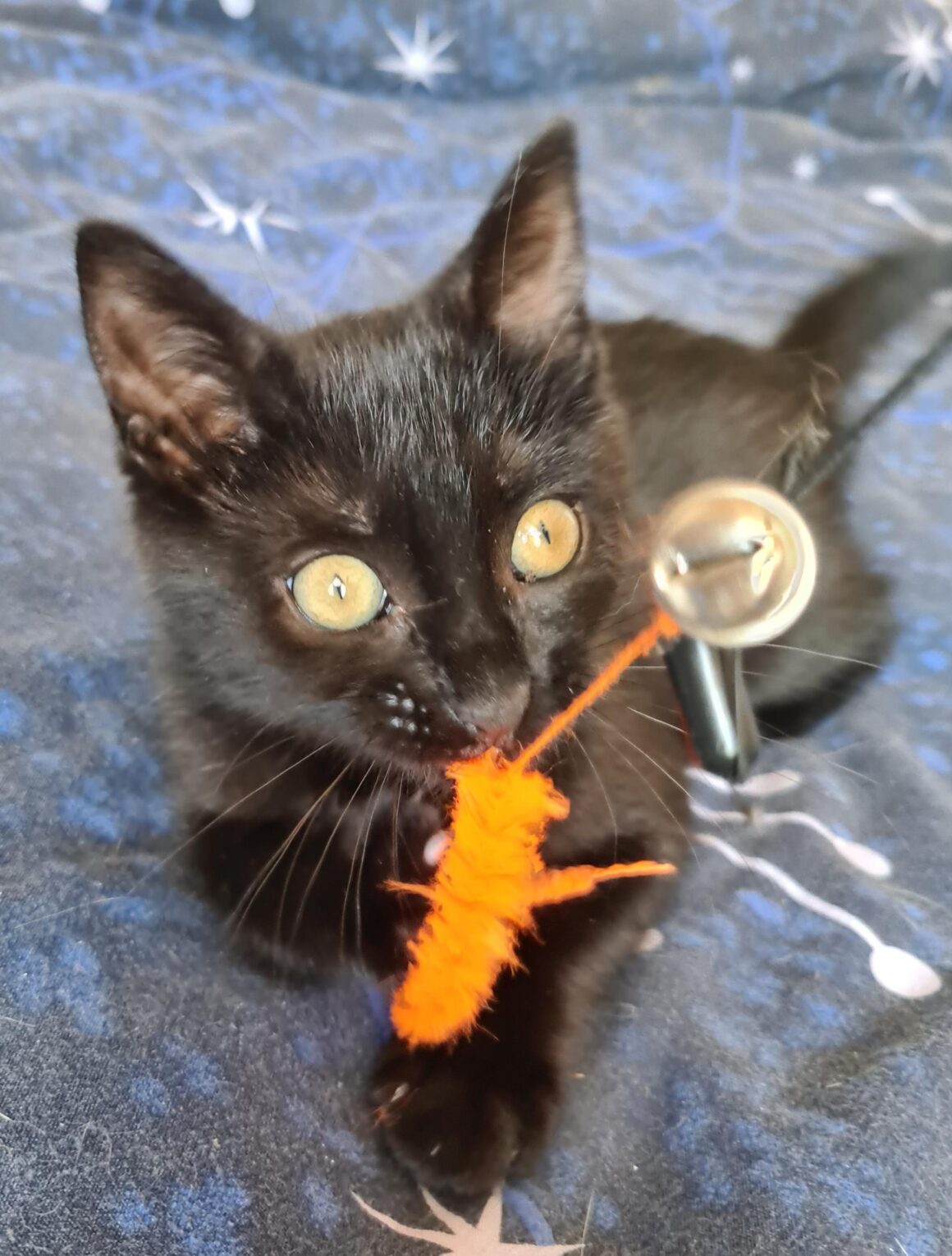 ARSOUILLE – Chaton