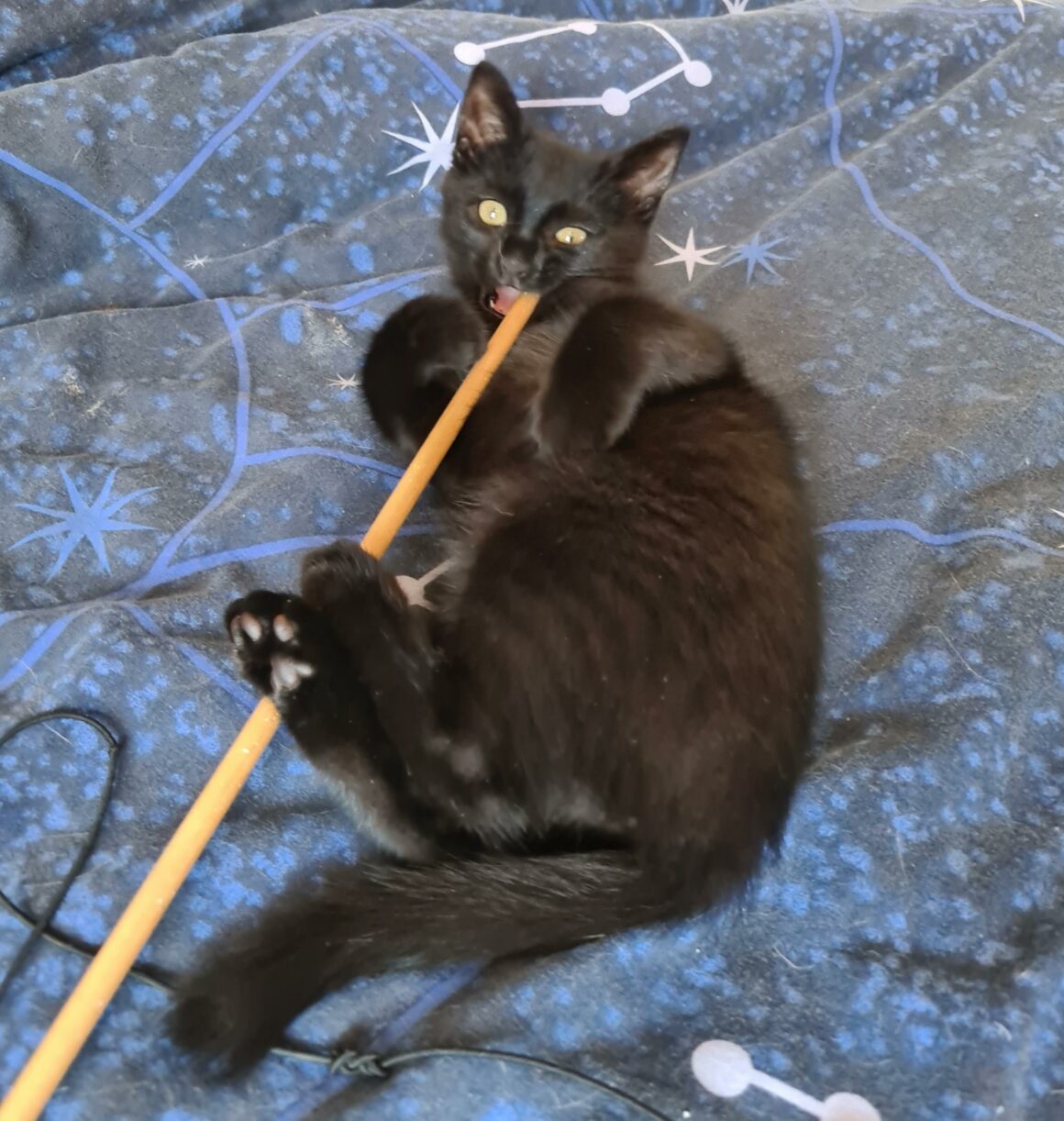 ARSOUILLE – Chaton