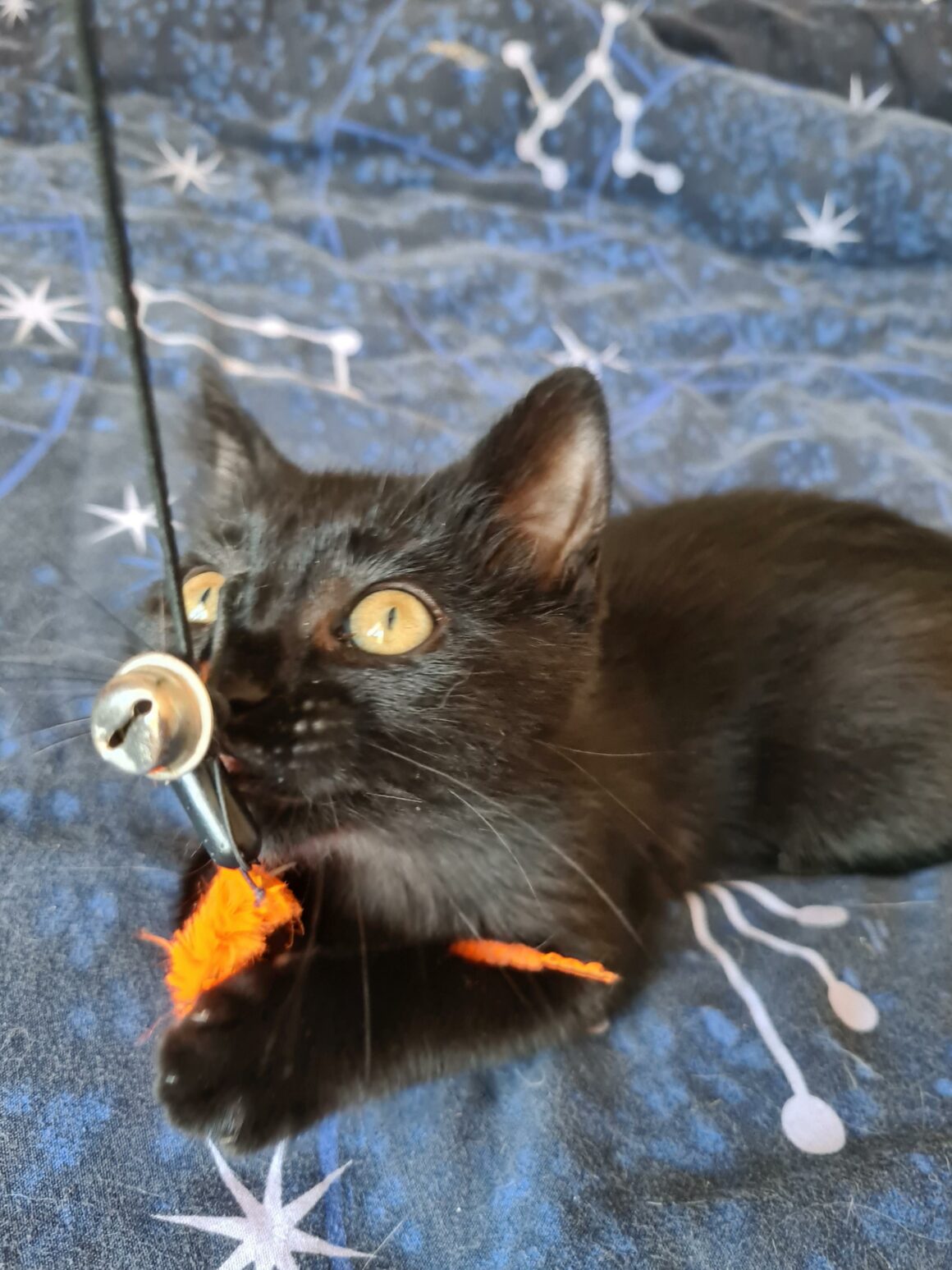 ARSOUILLE – Chaton