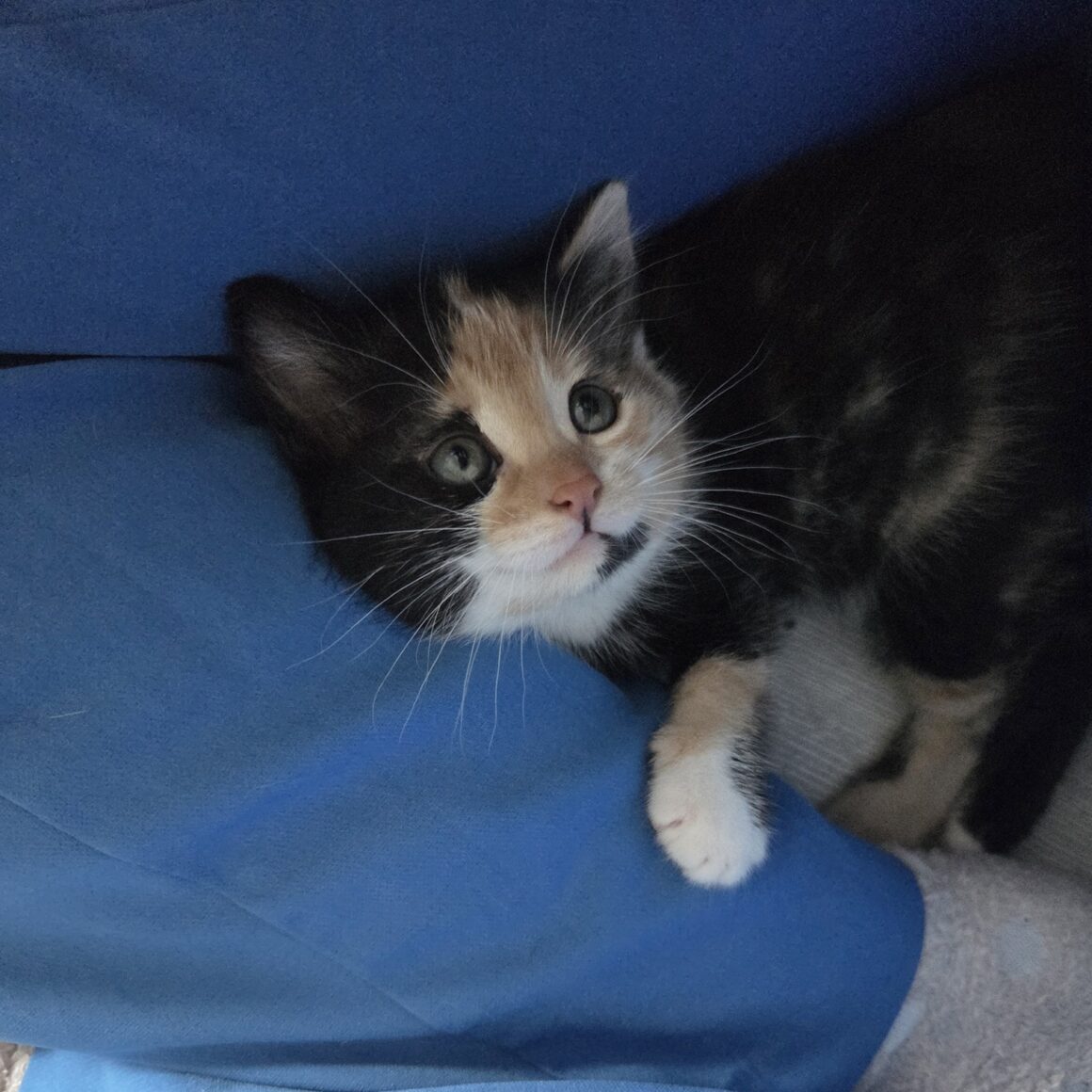 ARTIFICE – Chaton
