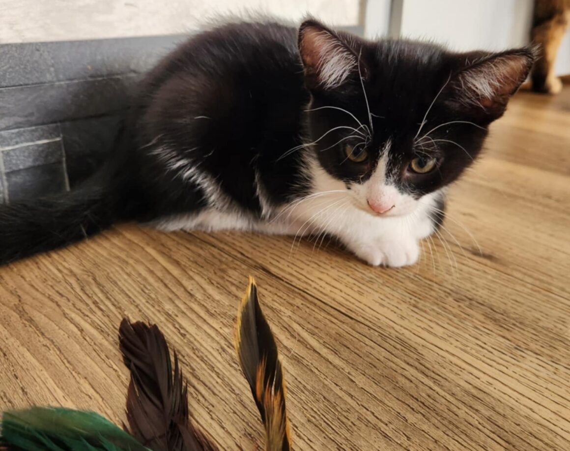 ARTY – chaton réservé