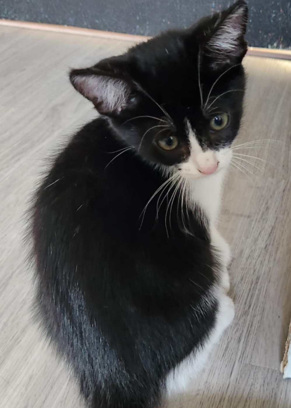 ARTY – chaton réservé