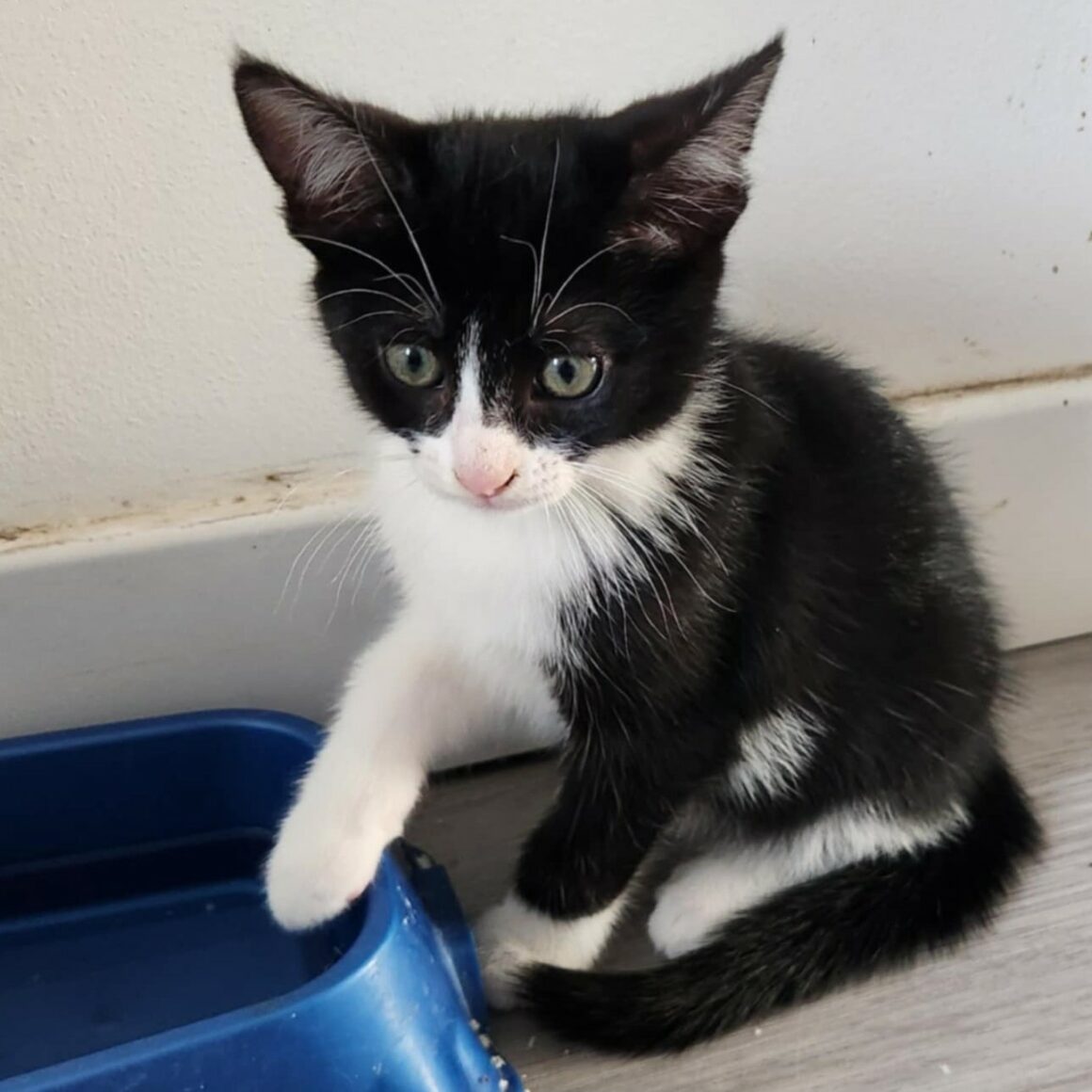 ARTY – chaton réservé