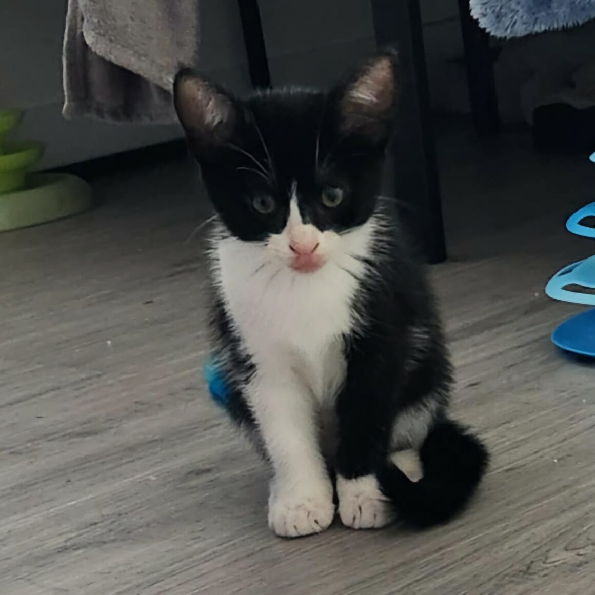ARTY – chaton réservé