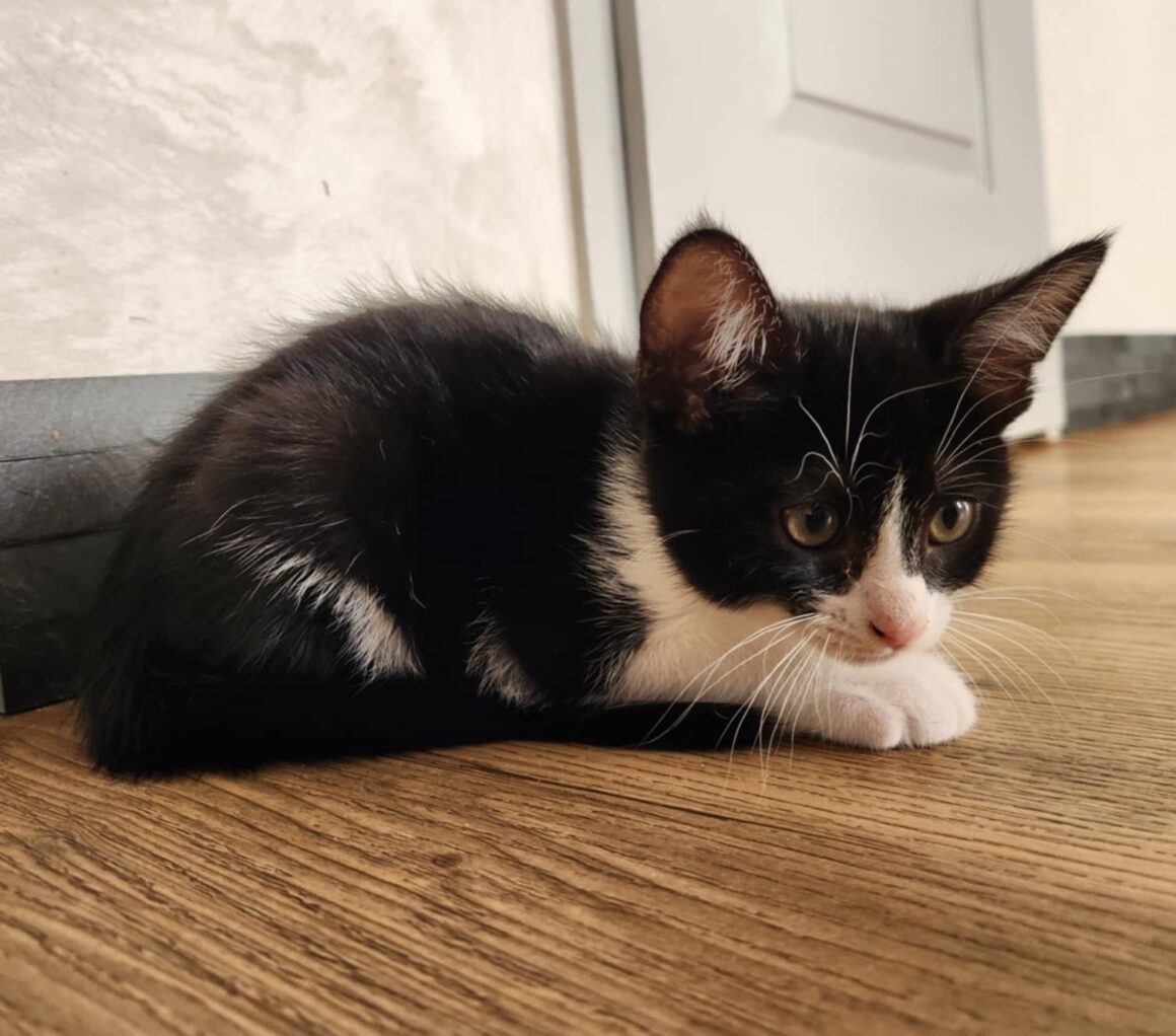 ARTY – chaton réservé