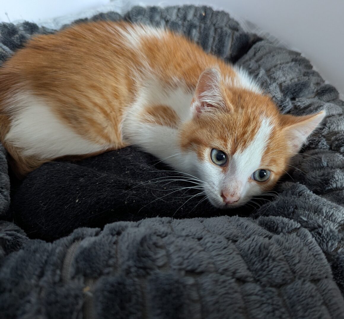 ASLOW – chaton