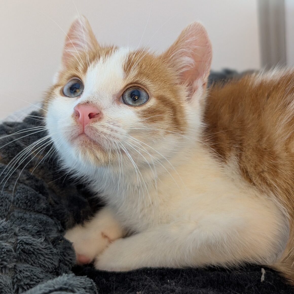 ASLOW – chaton