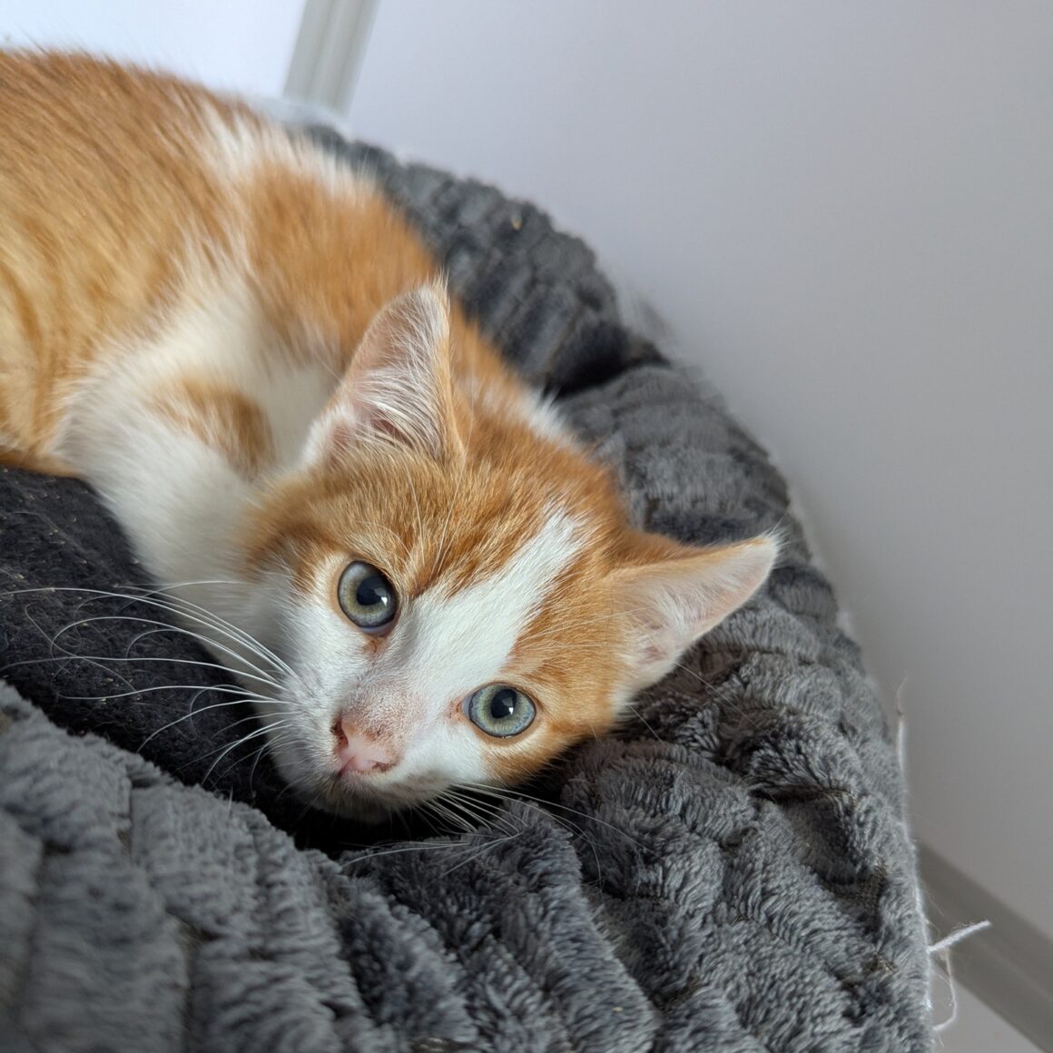 ASLOW – chaton