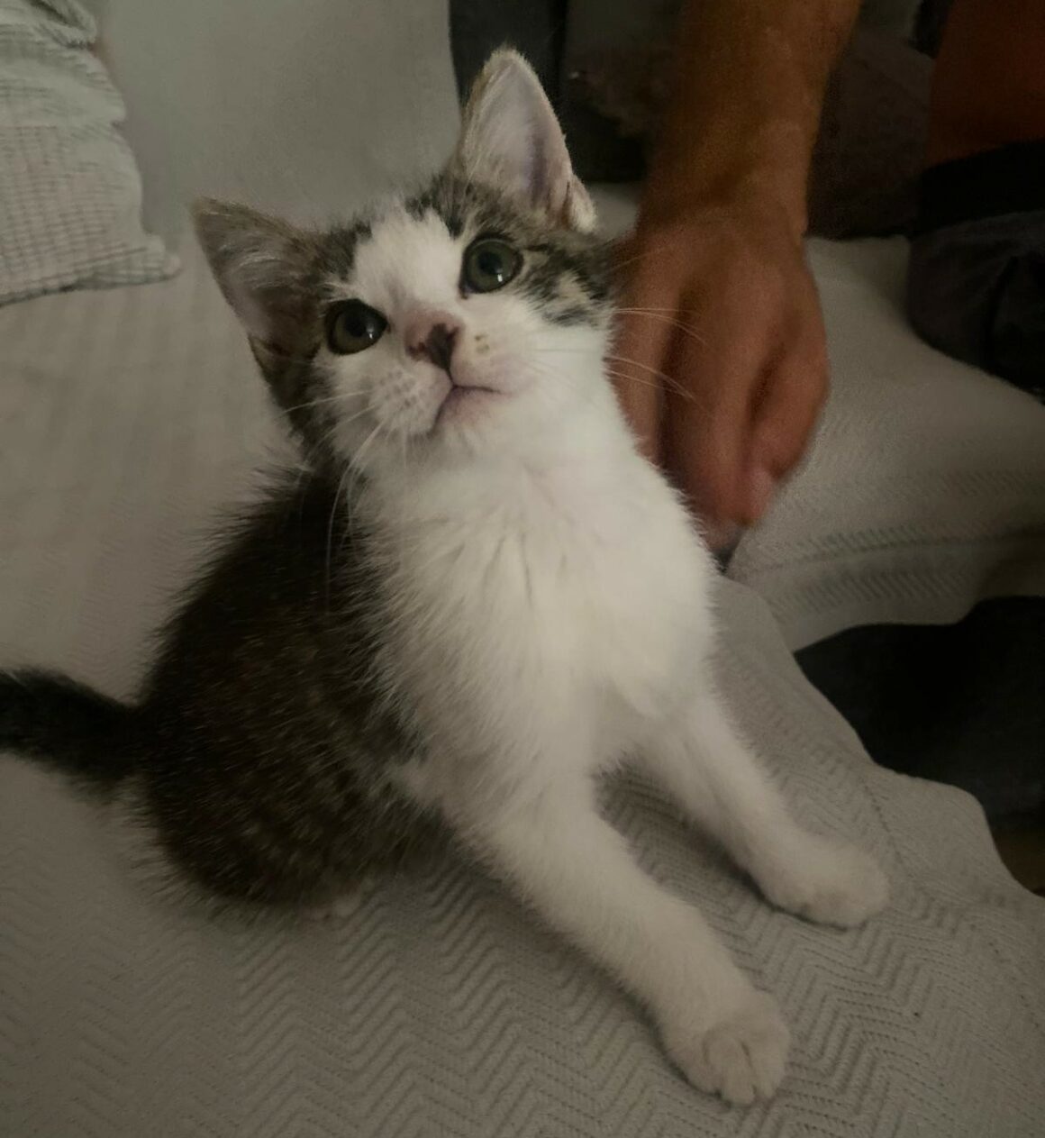 ASTÉRIX – chaton