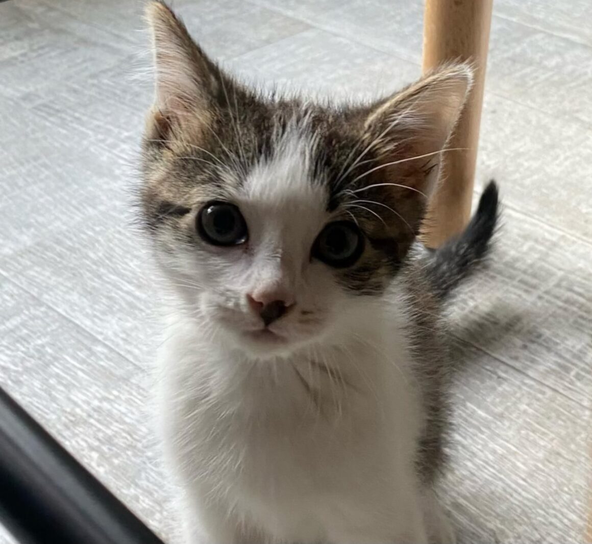 ASTÉRIX – chaton