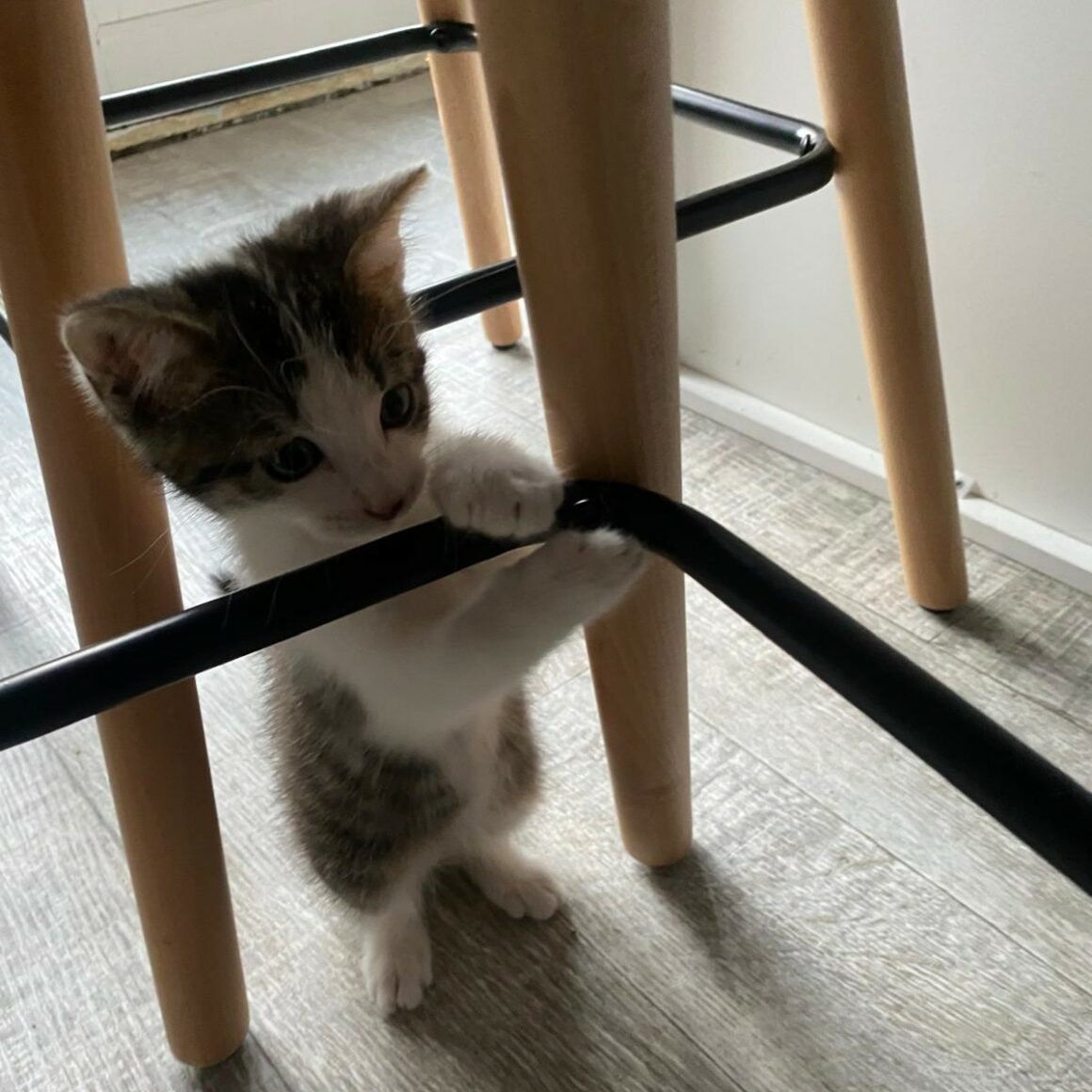 ASTÉRIX – chaton