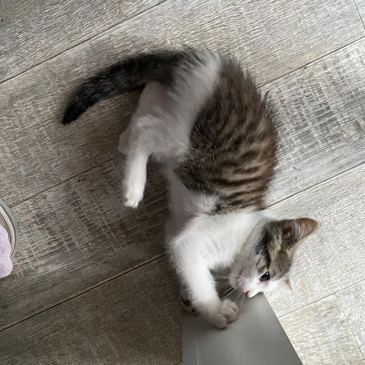ASTÉRIX – chaton adopté