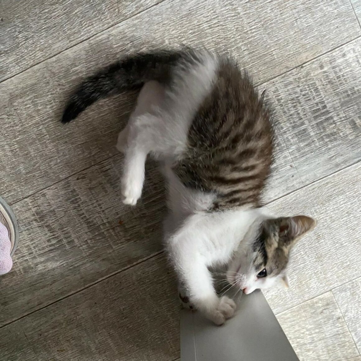 ASTÉRIX – chaton