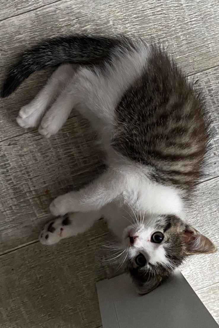 ASTÉRIX – chaton
