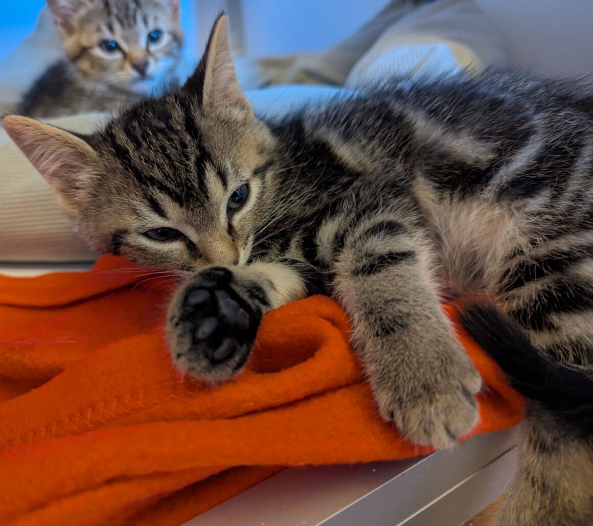ASTRO – chaton
