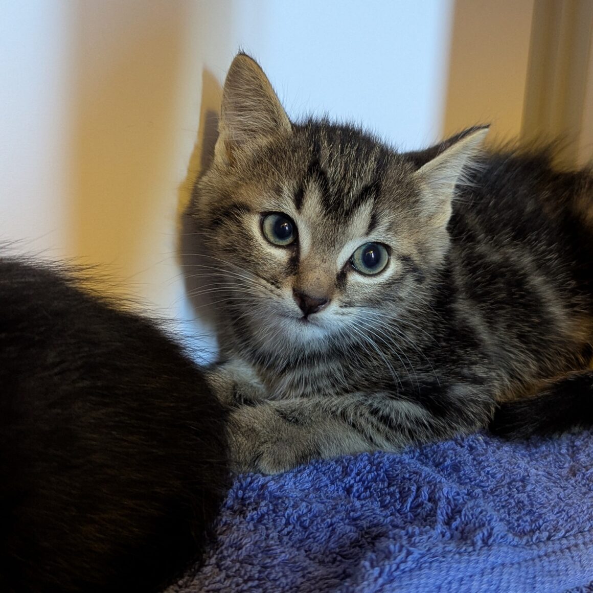 ASTRO – chaton