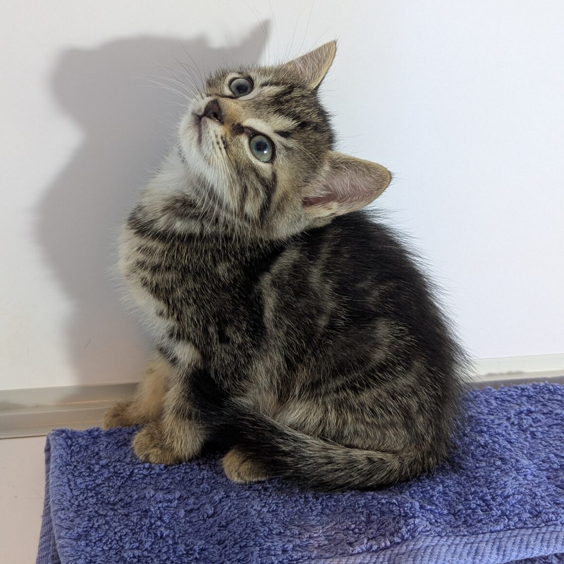 ASTRO – chaton