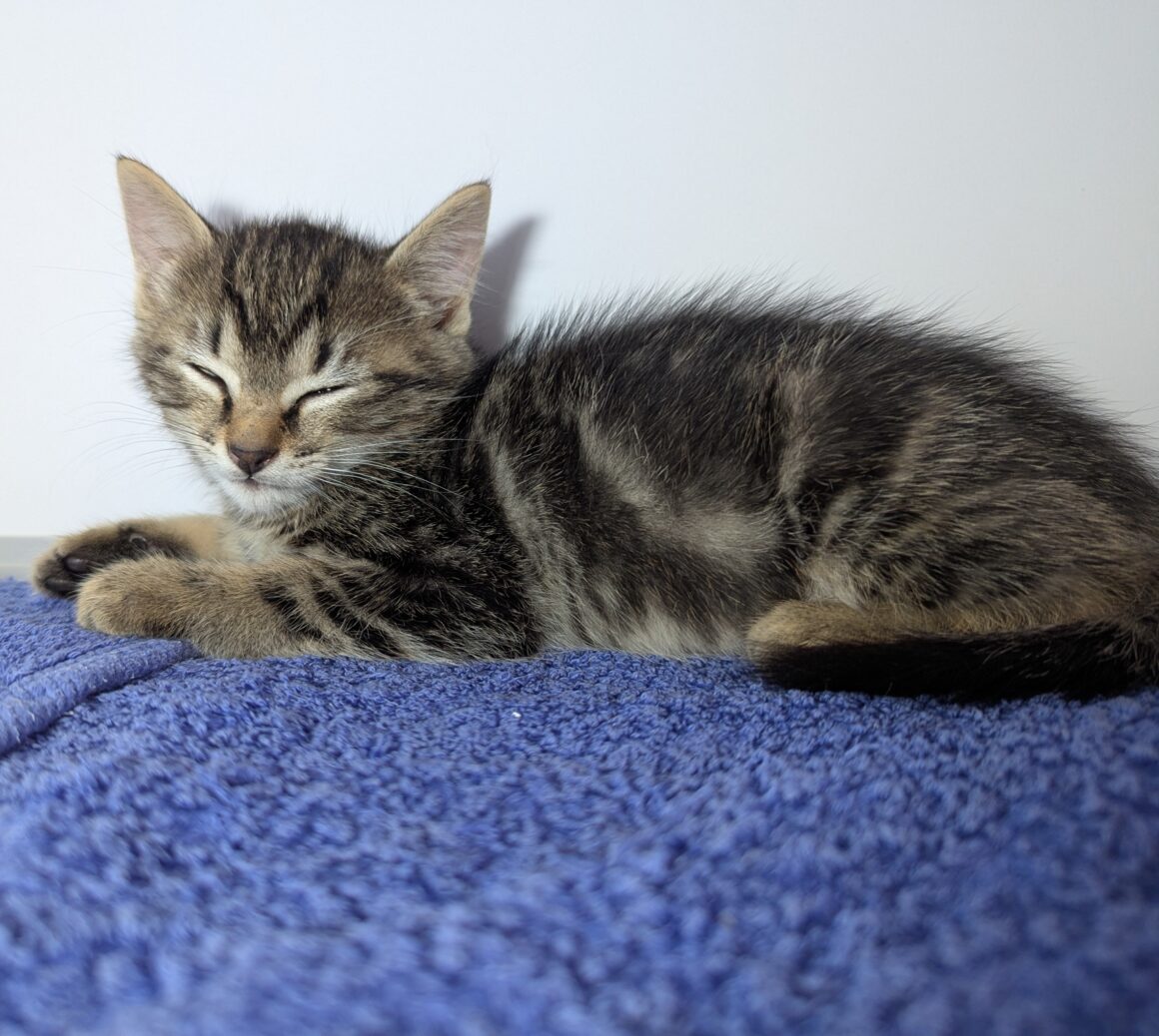 ASTRO – chaton