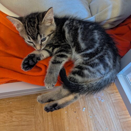 ASTRO – chaton