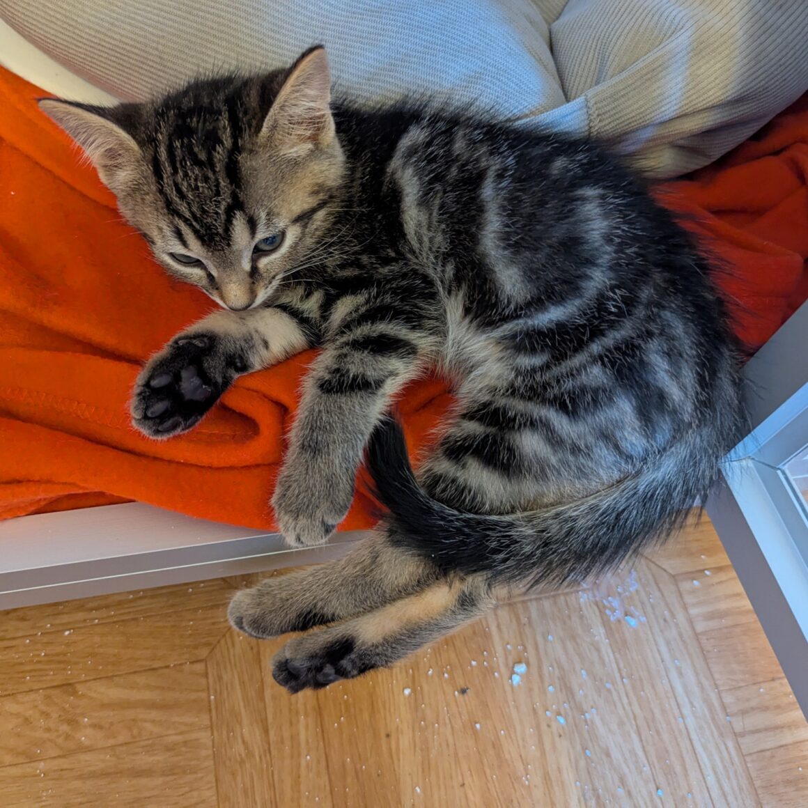 ASTRO – chaton