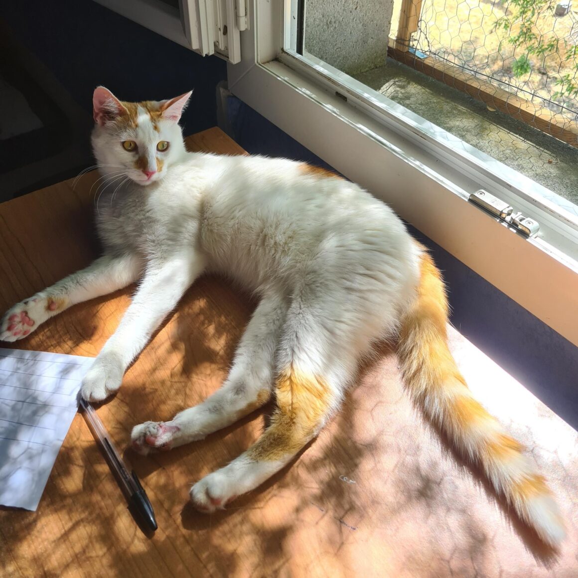 ATLAS – 1 an adopté