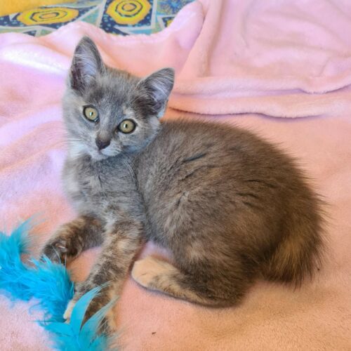 AUTOMNE – Chaton