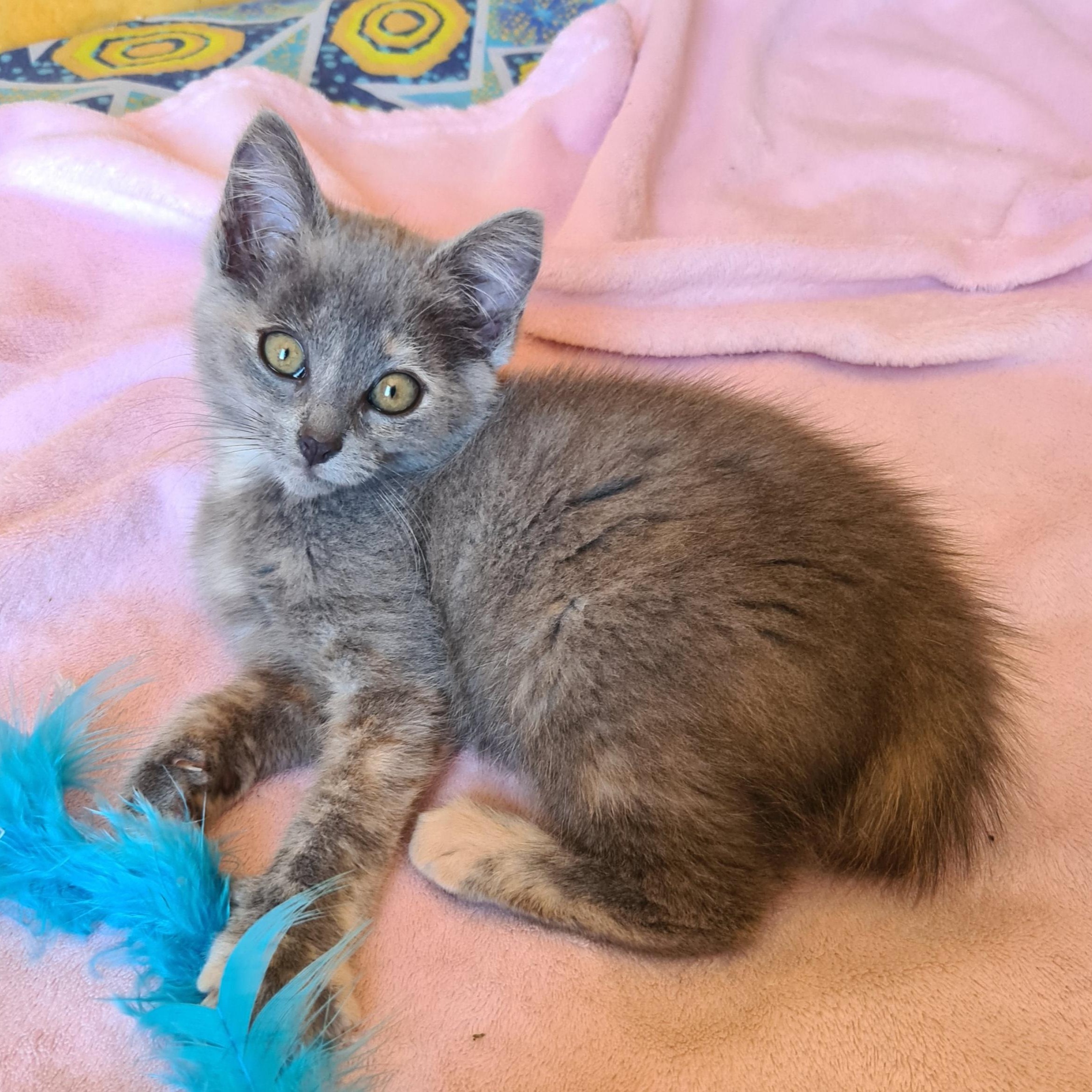 AUTOMNE – Chaton