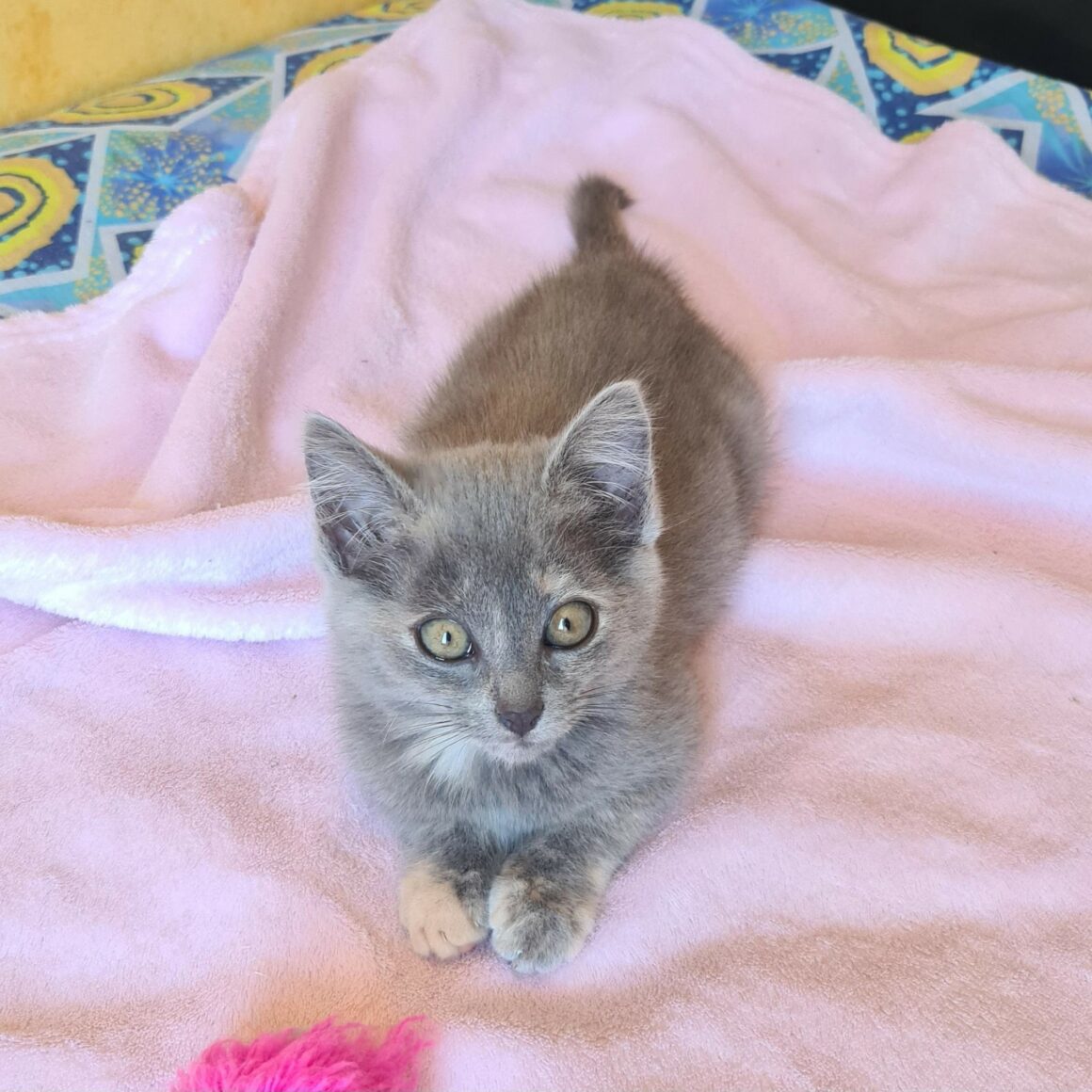AUTOMNE – Chaton