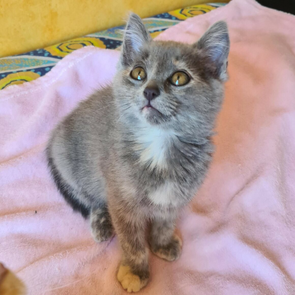 AUTOMNE – Chaton