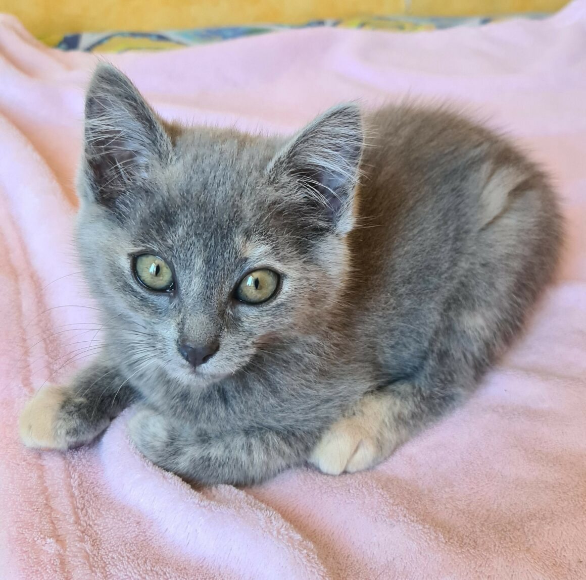 AUTOMNE – Chaton