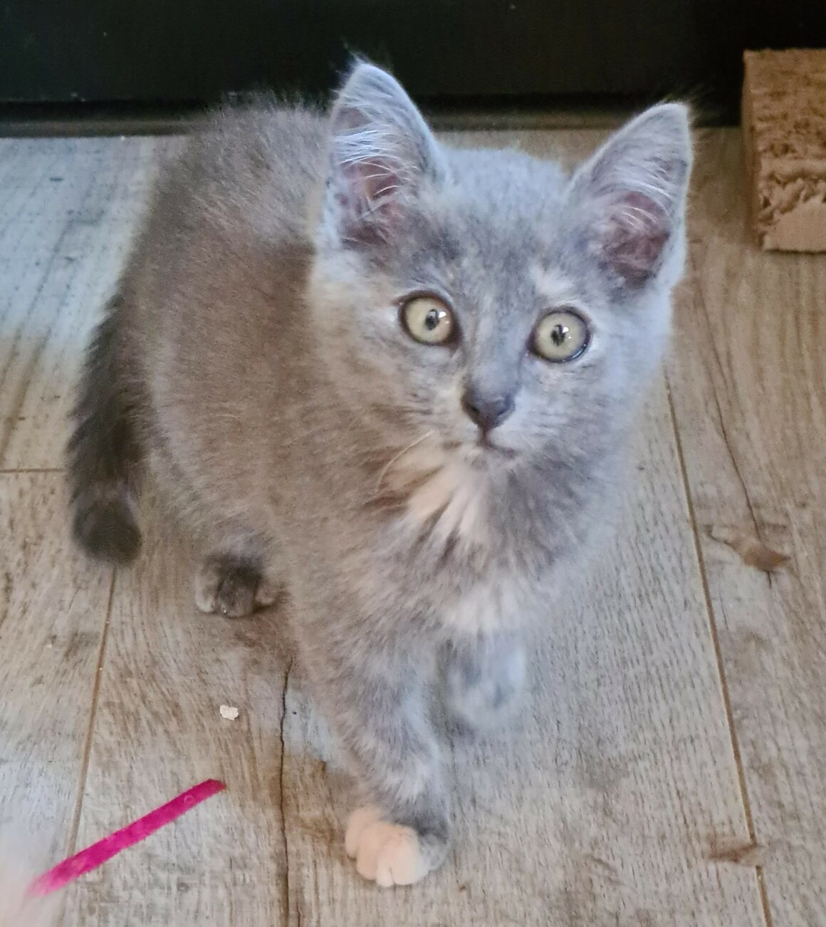 AUTOMNE – Chaton