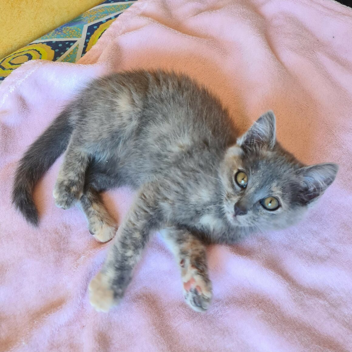 AUTOMNE – Chaton