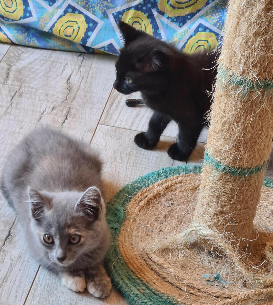AUTOMNE – Chaton