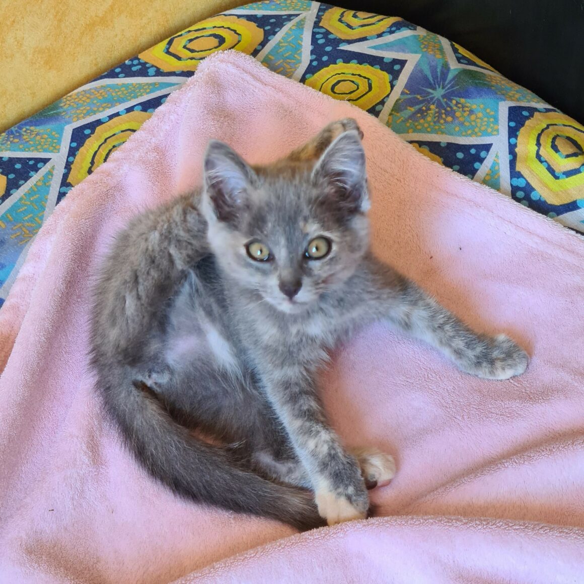 AUTOMNE – Chaton