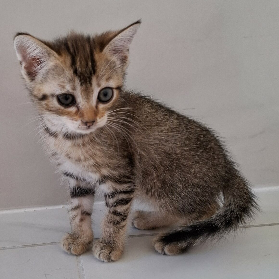 AYA – Chaton