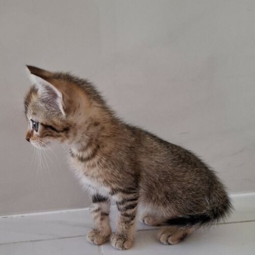 AYA – Chaton