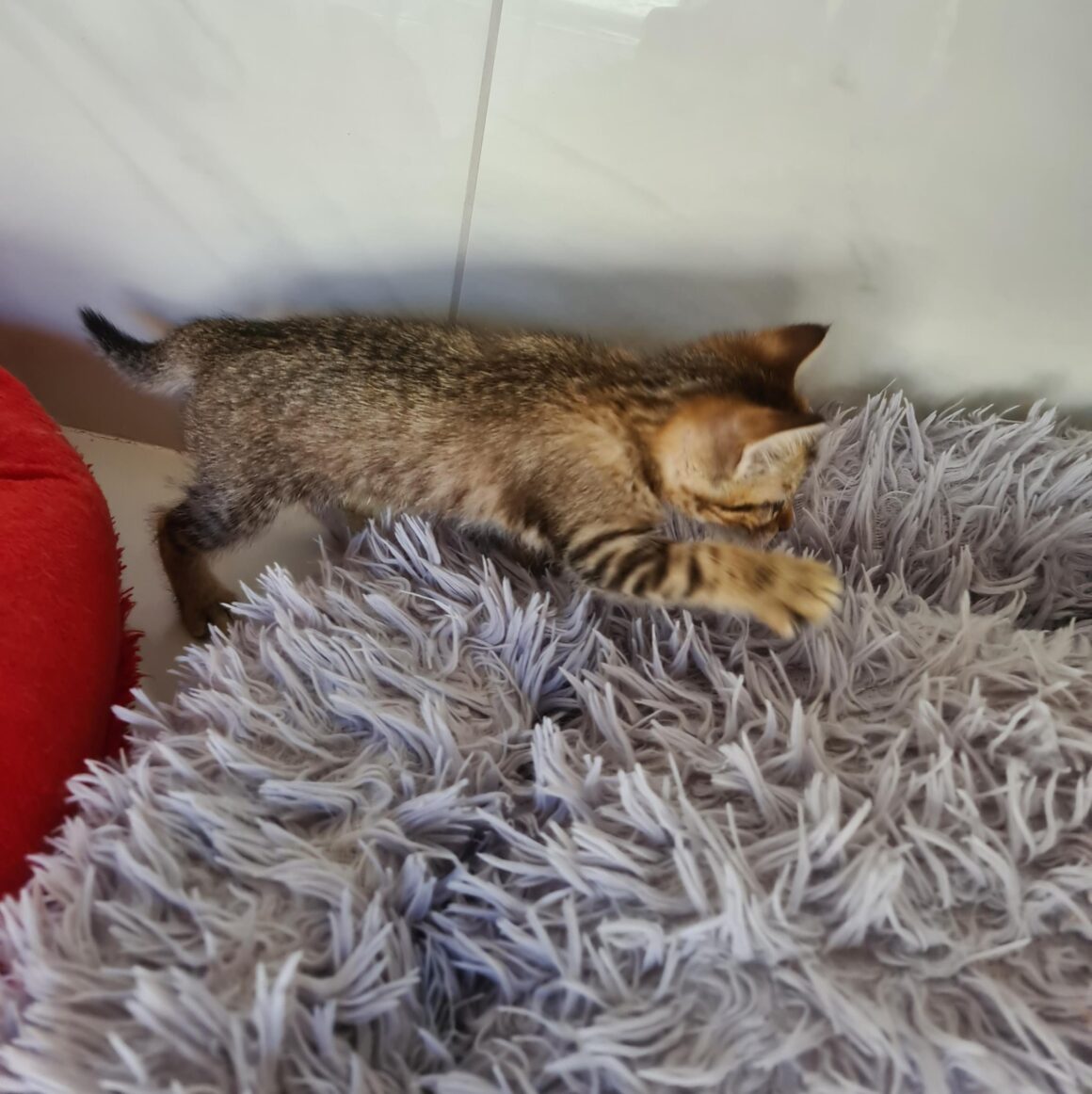 AYA – Chaton