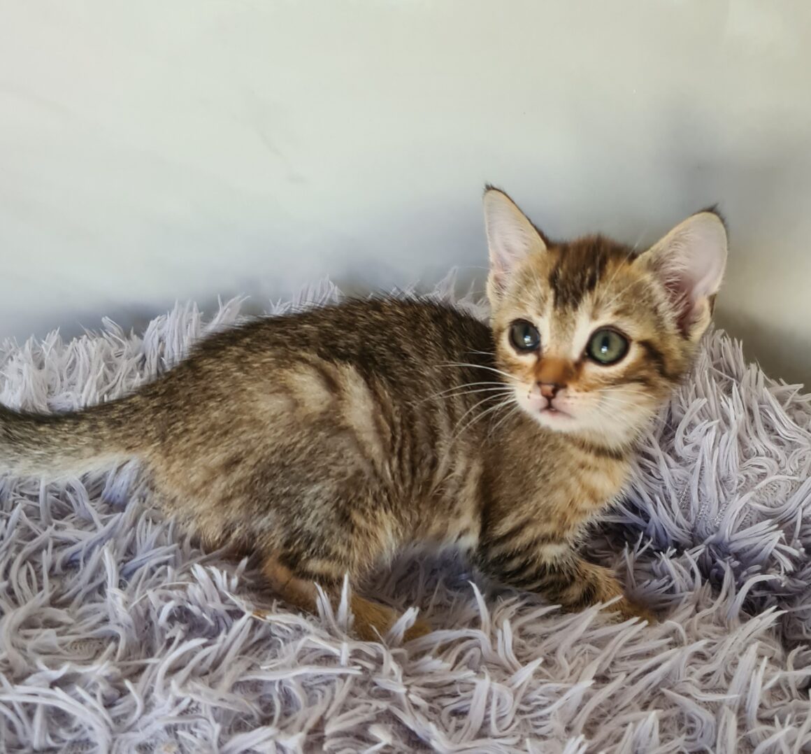 AYA – Chaton