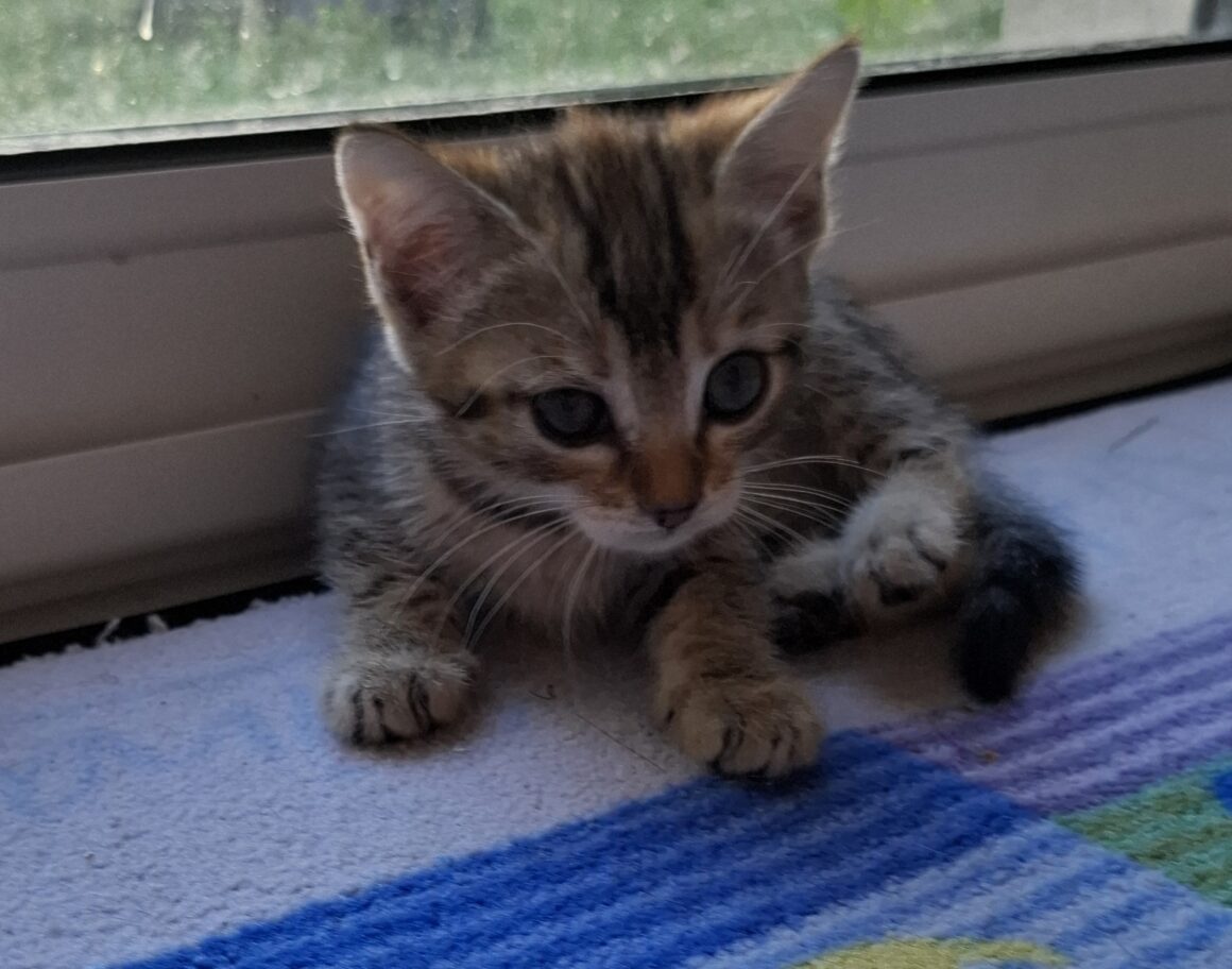 AYA – Chaton