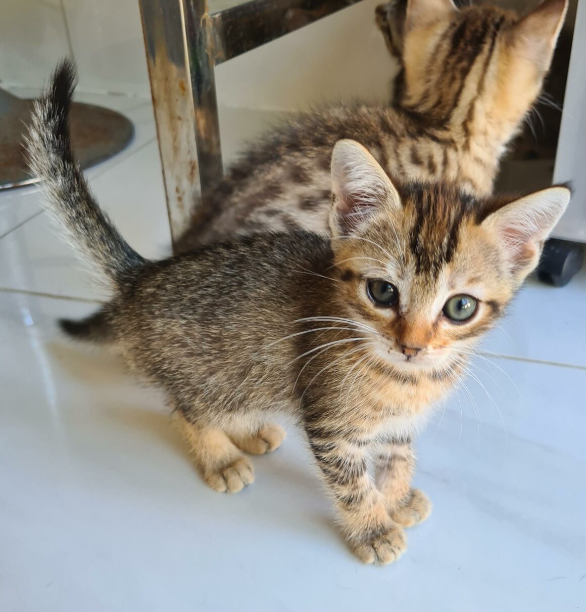 AYA – Chaton