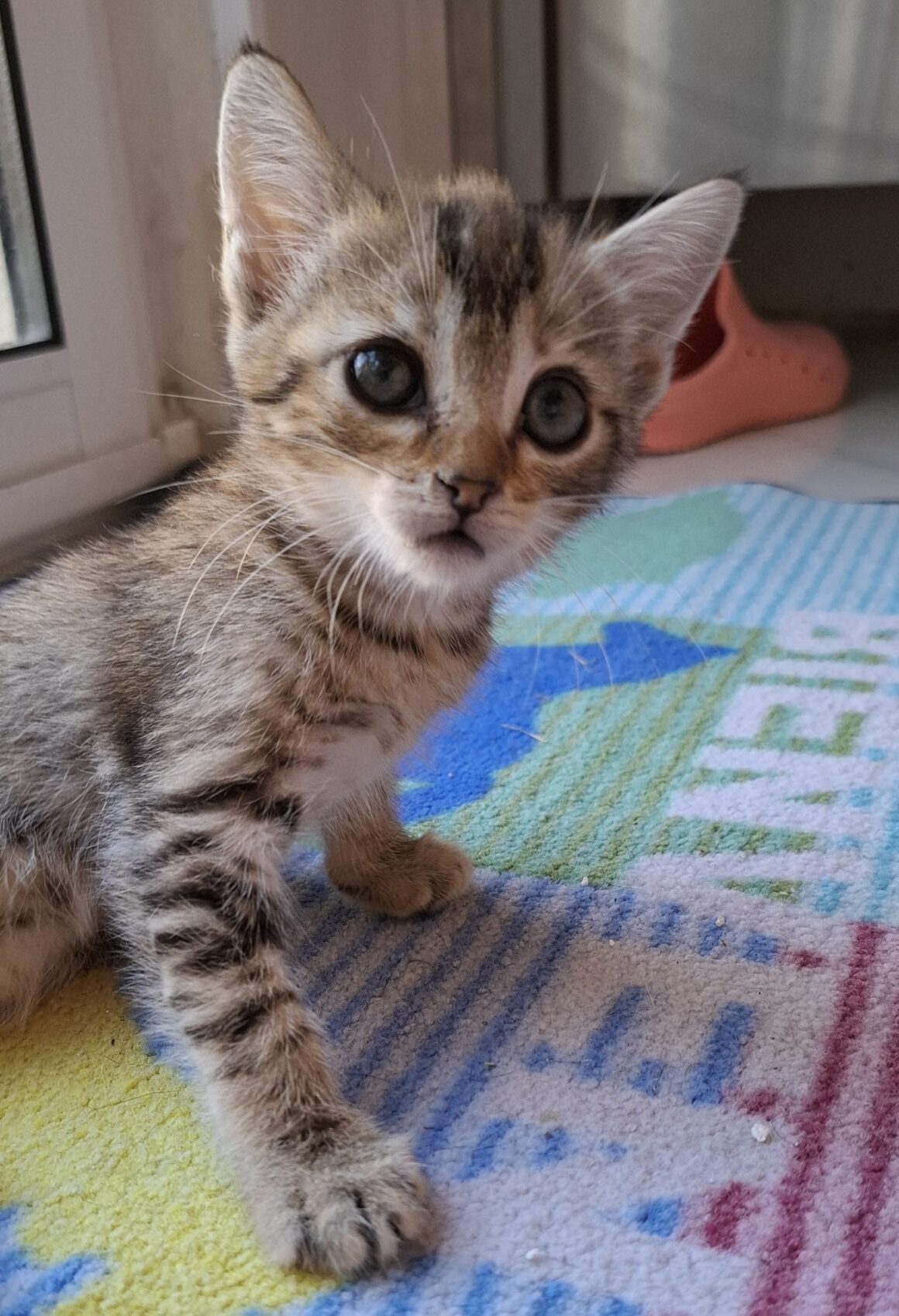 AYA – Chaton