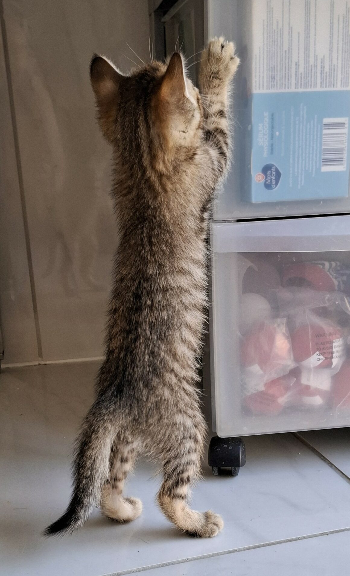 AYA – Chaton