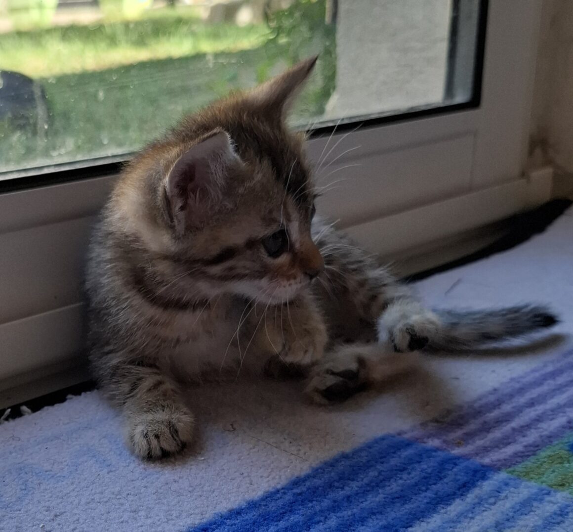 AYA – Chaton
