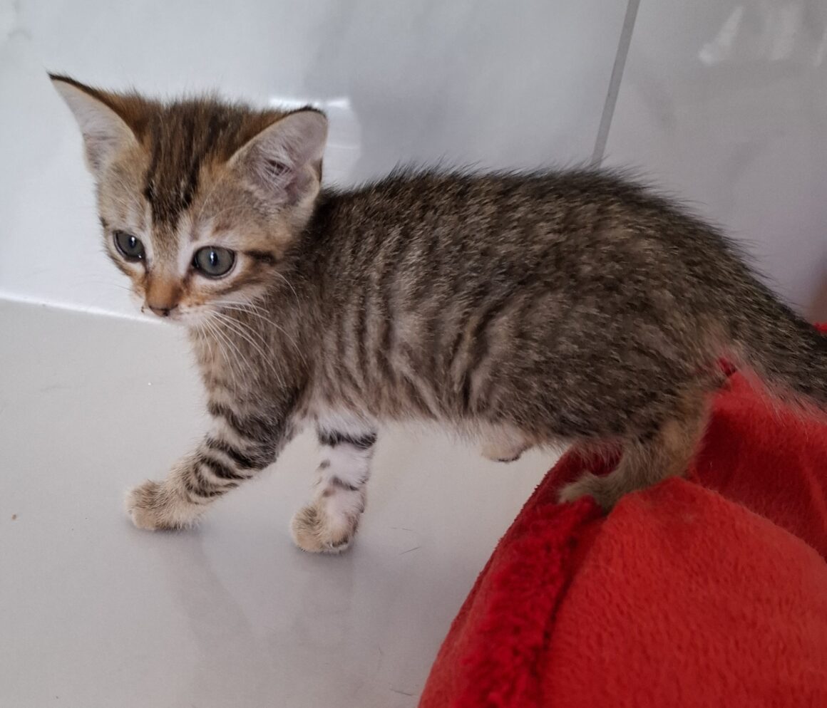 AYA – Chaton