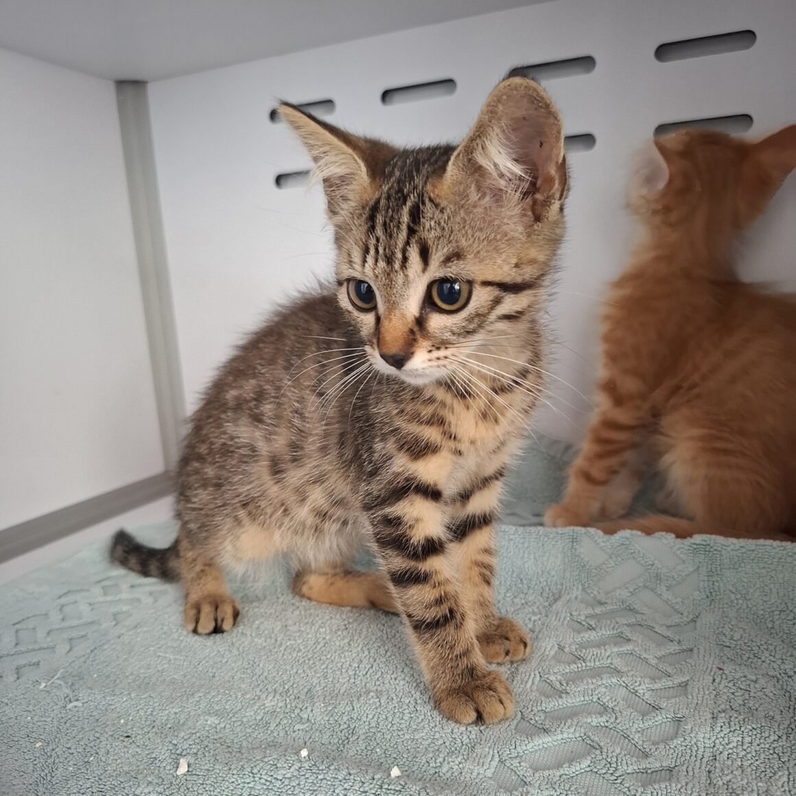 AZIMUT – chaton