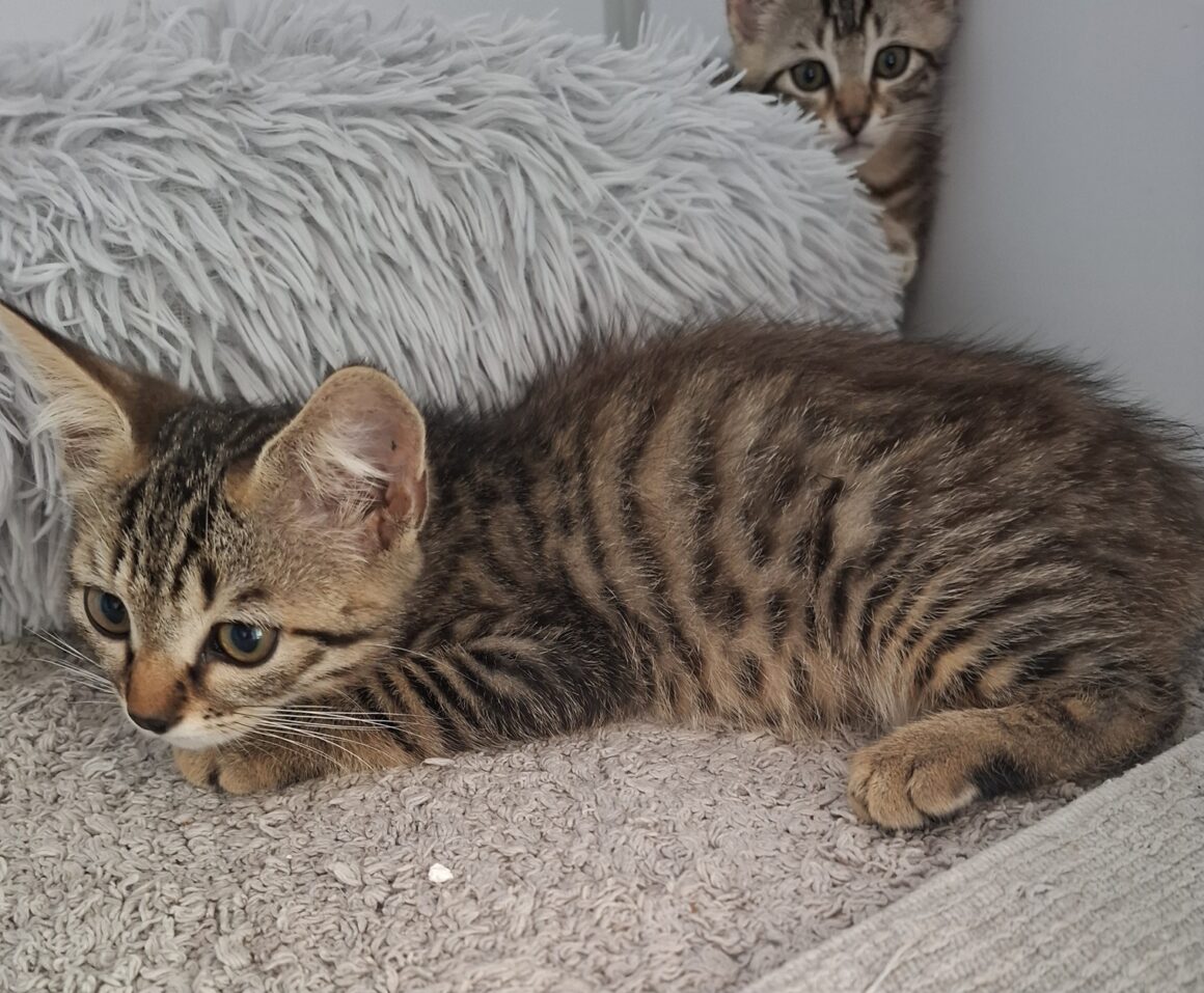 AZIMUT – chaton